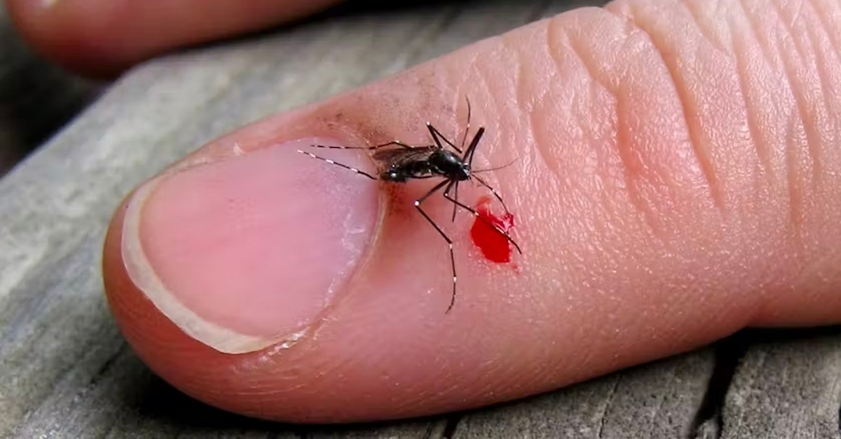 New Anti-Mosquito Device Is Taking America by Storm