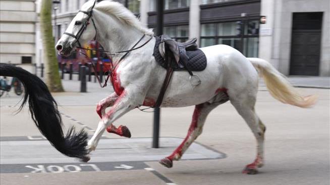 A Wild Sight in the Heart of London: Galloping Horses