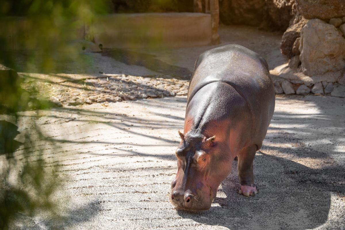 The Zoo Took Note: Its Hippo Had Odd Way of Pooping