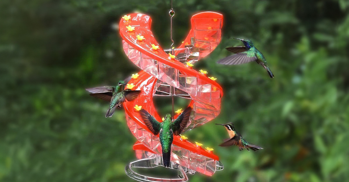 The Best Hummingbird Feeder: Attract More Birds to Your Front Porch