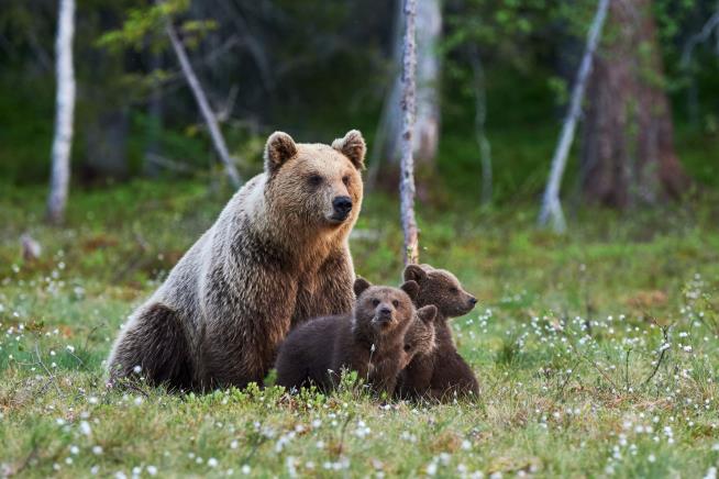 Grizzlies Will Catch a Chopper to Help Repopulate Washington State