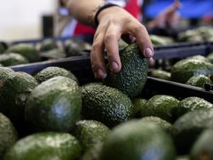 We're Raising a Nation of Avocado Eaters