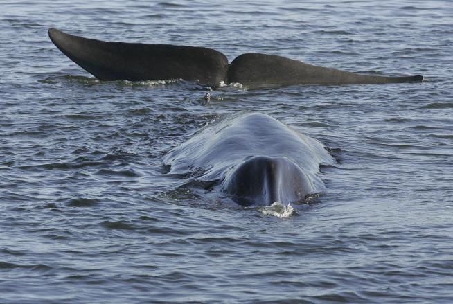 Japan Looks to Add Vulnerable Species to Whale Hunt
