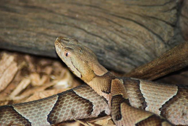 Candidate Says Snake Bites Worse Than Losing Election