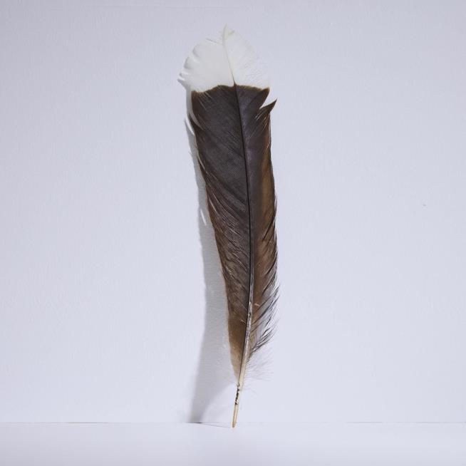 This Feather Is Worth 40 Times Its Weight in Gold