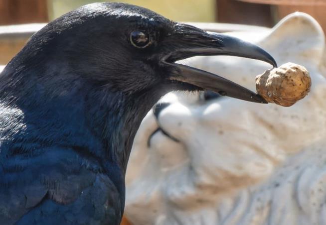 Crows Appear to Be Able to Count Out Loud