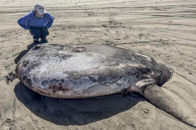 What the Heck Has Washed Ashore in Oregon?