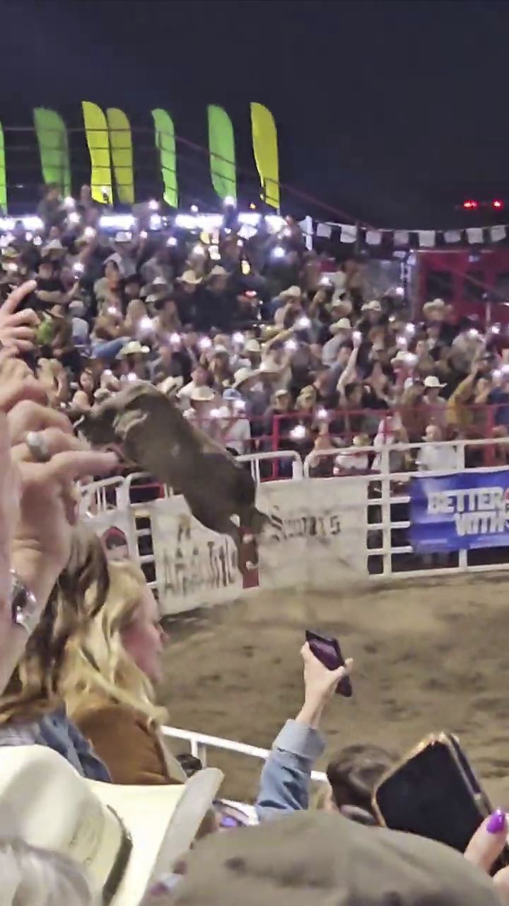 Rodeo Bull Hops Fence in Oregon, Causes Chaos