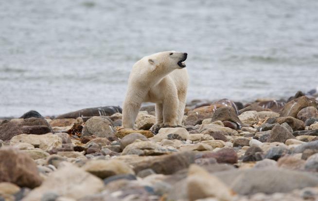Southernmost Polar Bears Await the Death Knell