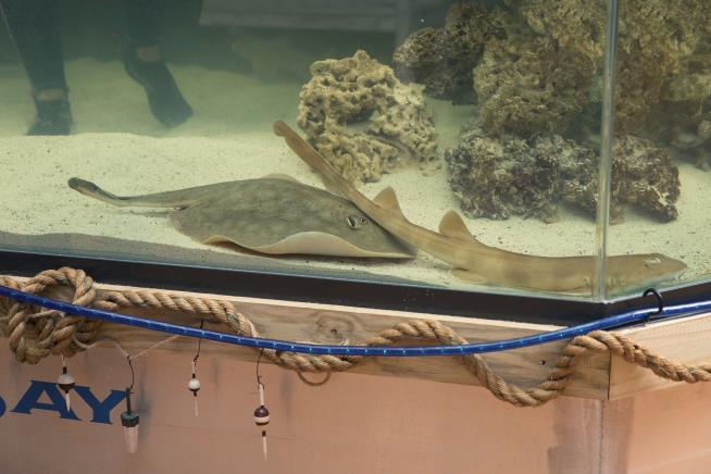 Stingray Dies After Report of Unusual Pregnancy