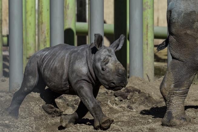 Unto a Chilean Zoo, a Rare White Rhino Is Born
