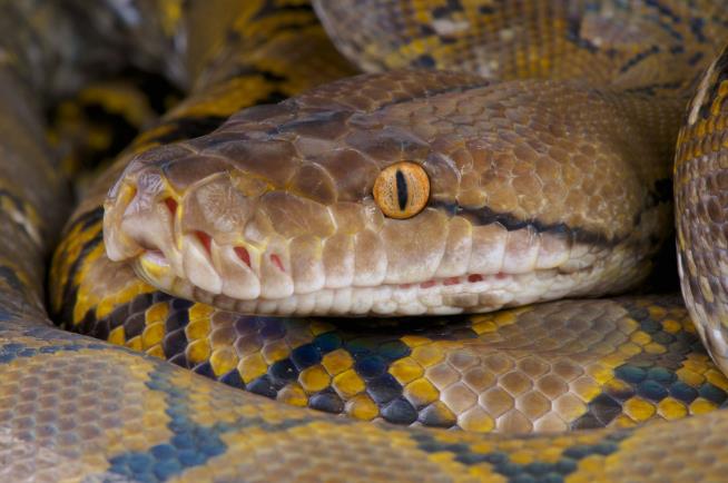 Mom of 5 Is Swallowed Whole in Rare Python Attack