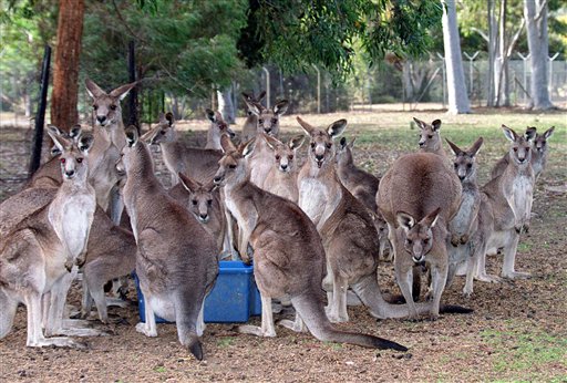 Our Not-So-Distant Relatives: Kangaroos