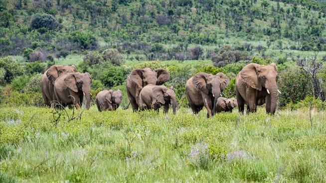 Man Exits Car to Take Photos, Is Trampled by Elephants