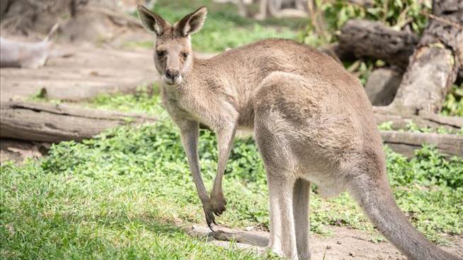 65 Kangaroos Shot, Rammed by a Vehicle