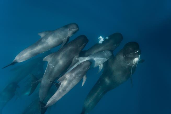 Entire Pod of Pilot Whales Decimated in Mass Stranding