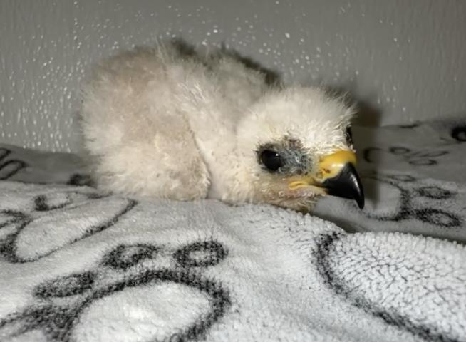 Family Gets Really Creative in Saving Orphaned Baby Bird