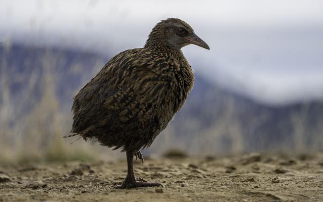 Reality Show Contestant Eats Protected NZ Bird