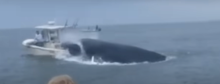 'Unreal': Whale Capsizes Boat Off New Hampshire Coast