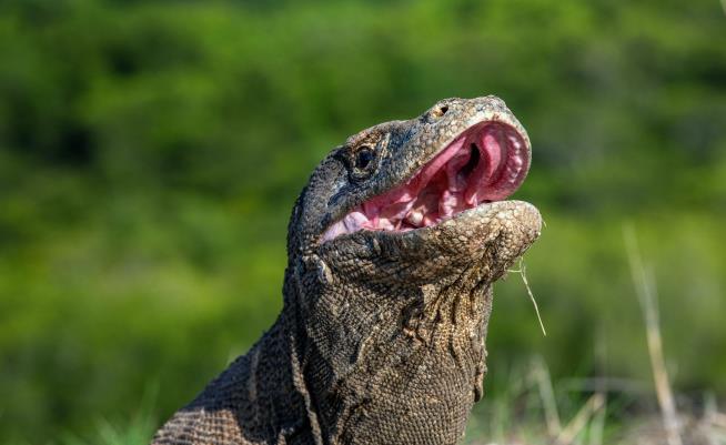 Komodo Dragon's Orange Teeth Hide a Deadly Power