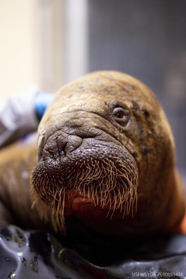 'Sassy' Abandoned Walrus Calf Getting Round-the-Clock Care