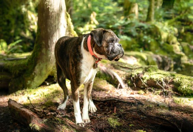 Lost Dog Survives 7 Weeks in Grizzly Country