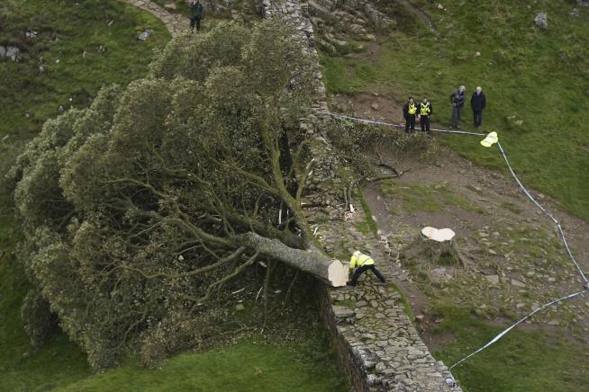 At Felled Sycamore Gap Tree, an 'Astonishing' Sight