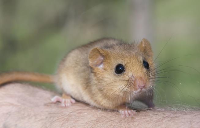 Frankfurt Airport Sees Disruption ... by a Dormouse