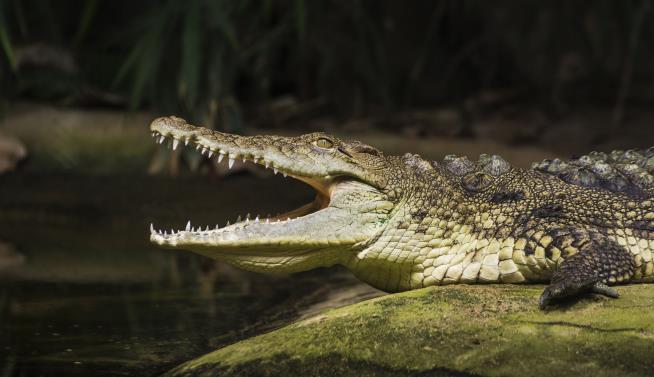 A 'Final Selfless Act' From Man Killed by Crocodile