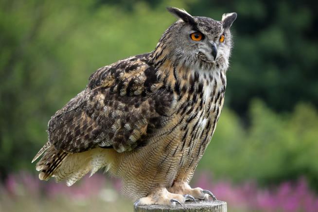 Zoo Says Escaped Owl Was Eaten by Tiger