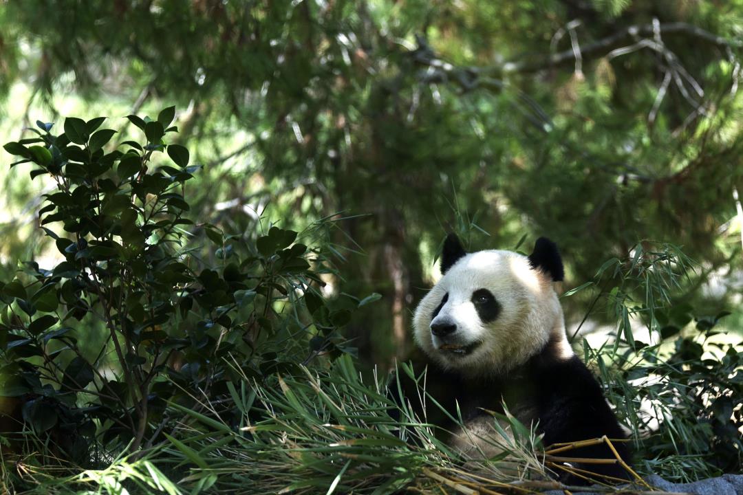 San Diego Welcomes Giant Pandas