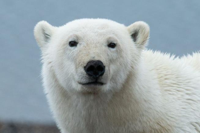 Two Polar Bears Kill Worker in Canadian Arctic