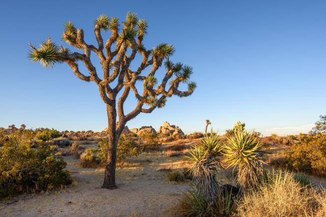 German Tourists Cited for Defacing Joshua Tree Park