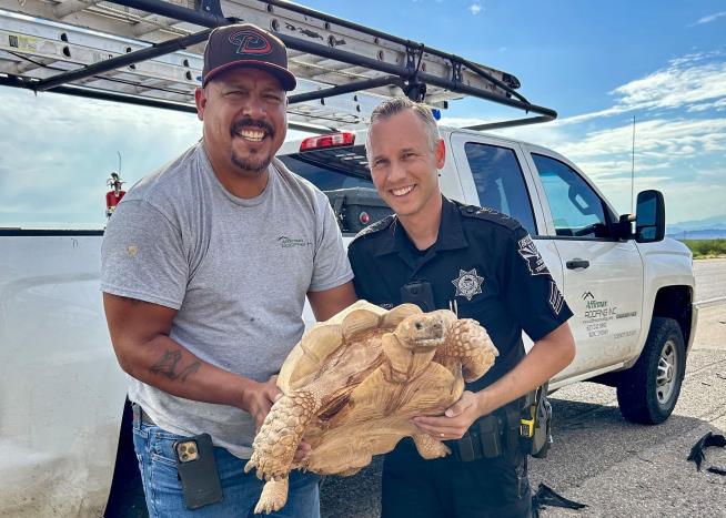 Why Did the Giant Tortoise Cross the Arizona Interstate?