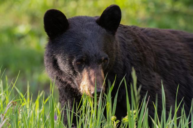 Bear Mauls 3-Year-Old at Montana Campground