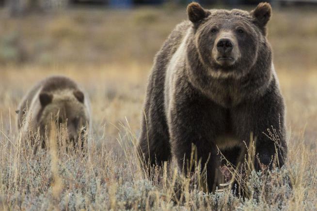 Woman Survives Bear Attack, Thanks to Her Dog, Hair Clip