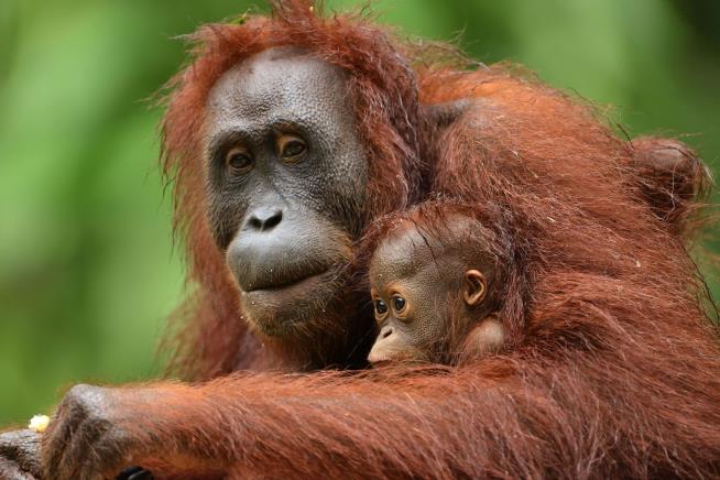 Orangutan Gets Breastfeeding Assist From Human Moms