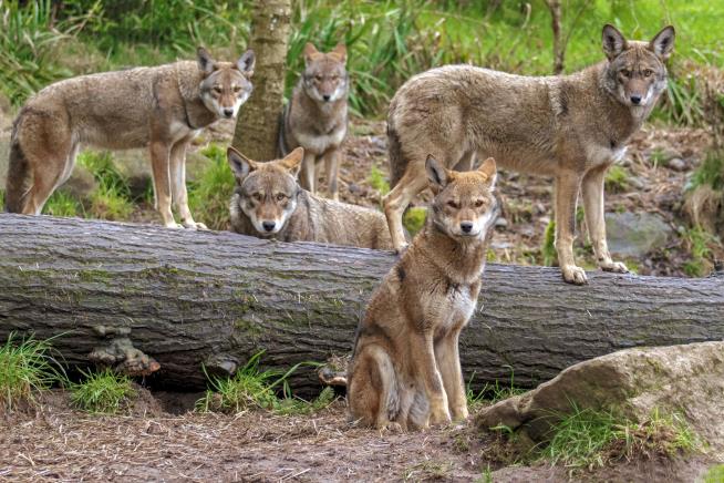 Attempts to Save Red Wolves 'a Serious Roller Coaster'