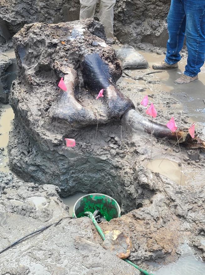 Mastodon Unearthed in Iowa Possibly Eaten by Humans