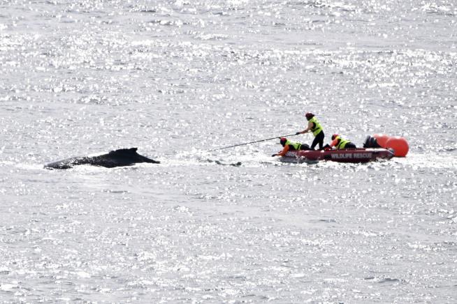 Young Humpback Whale Freed in Dramatic Sydney Harbor Rescue