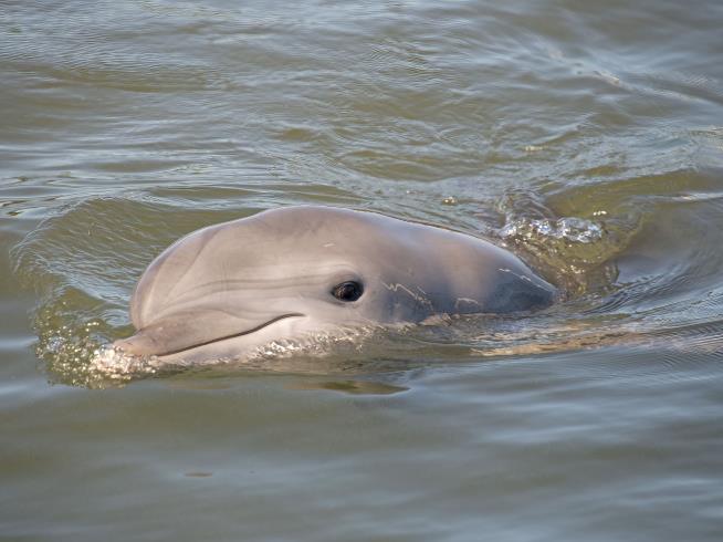 Japan Coast Plagued by Rogue Dolphin in Series of Attacks