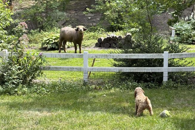 On the Lam in Iowa: An 'Aggressive' Water Buffalo