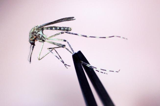 Rare Mosquito-Borne Disease Kills NH Resident