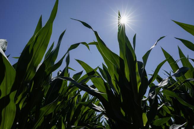 Midwest Heat Wave's Sticky Side Effect: Corn Sweat