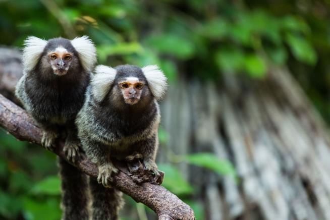 We're Not the Only Primates to Use Names