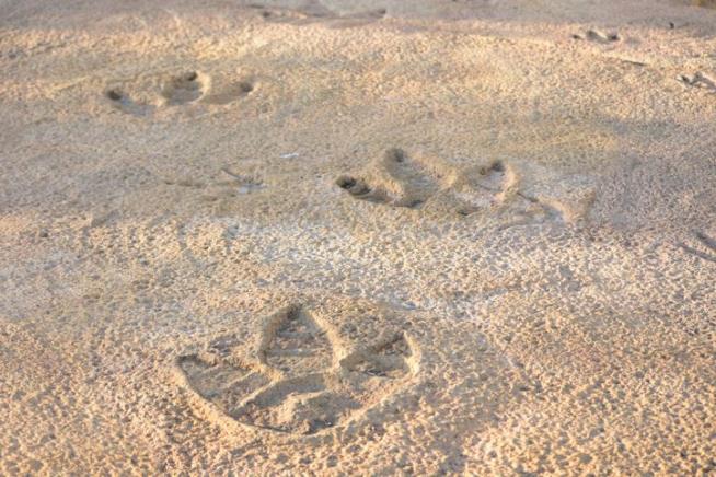 Identical Dinosaur Tracks Found a World Apart