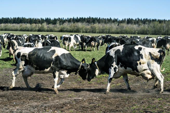 Bluetongue Virus Detected in Eastern Denmark