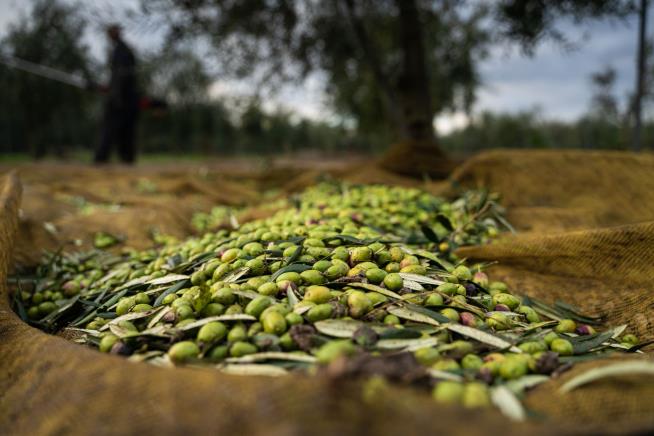 Thieves Found 'Collecting Olives in Flagrante'