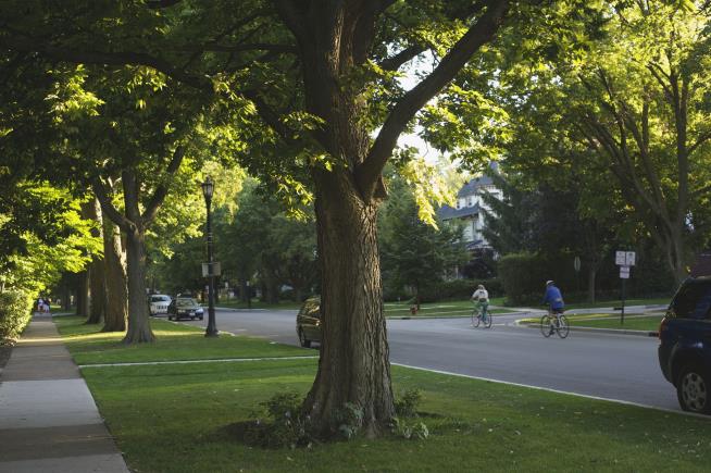 Living Near Trees May Improve Your Heart Health