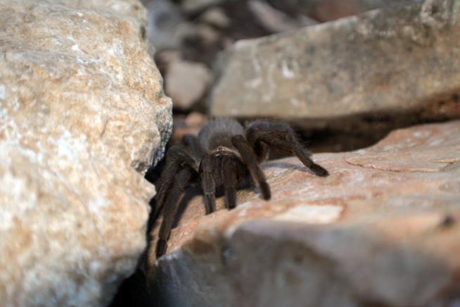 New Species of Tarantula Is Found in Arizona